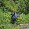 A chance meeting with a boar at 1500 meters.