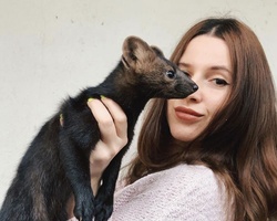 Meet Russia's favorite sable