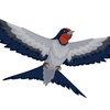Birds in Russian