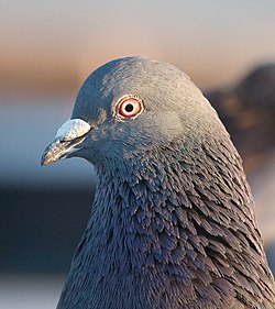 Pigeon-Drones are Here