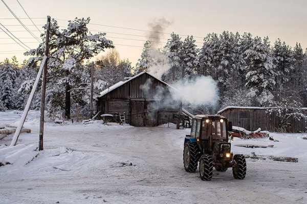 Russian Cattle in Danger