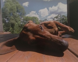 Chado, the Roving Superdog