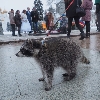 Dusya