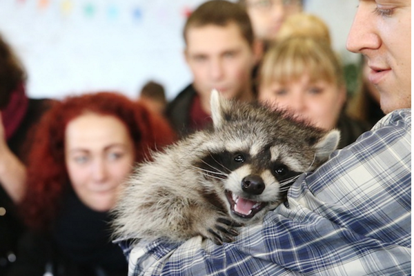 Solzhenitsyn, Alf, and raccoons all around