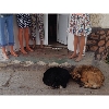 Dogs