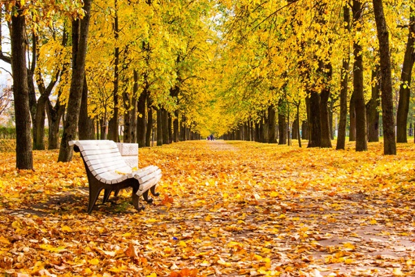 Fall scene