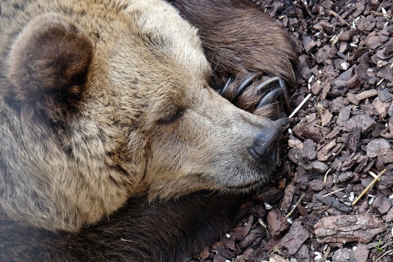 Let Sleeping Bears Lie