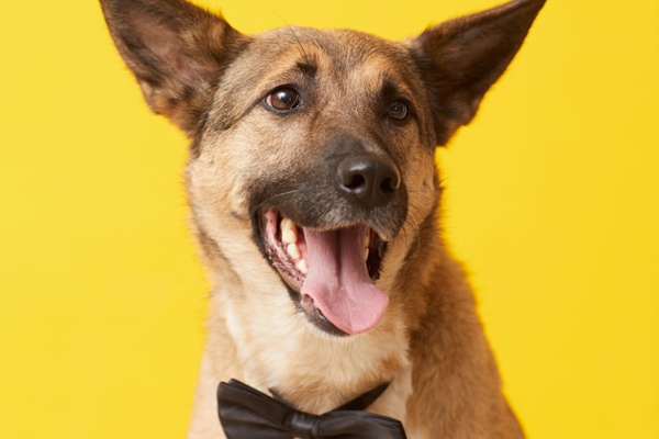 From Germany with Love