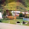 Listvyanka Cows and Memorial