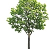 For the Love of Trees