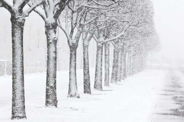 Trees in winter.