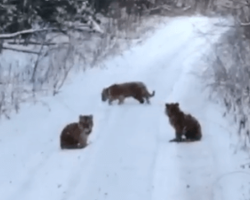 Ice, Ice, Baby Tigers