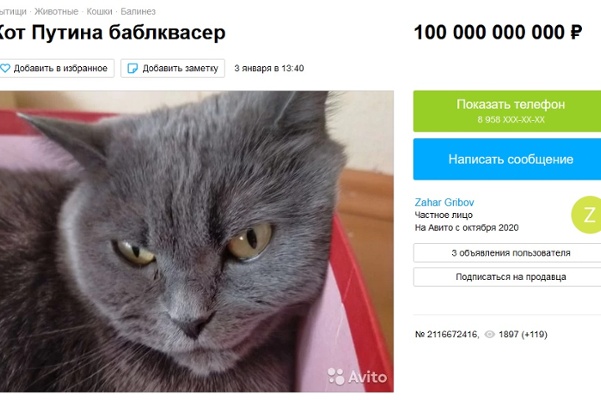 Worth a Pretty Kitty