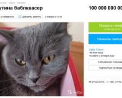 Worth a Pretty Kitty