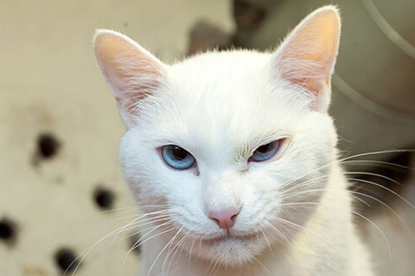 Cats, Cars, and Non-existent Countries