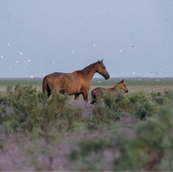 Horses