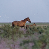 Horses