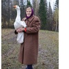 A goose<br>