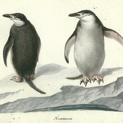 Penguins