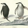 Penguins