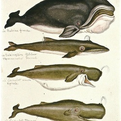 Sea Animals