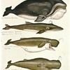 Sea Animals
