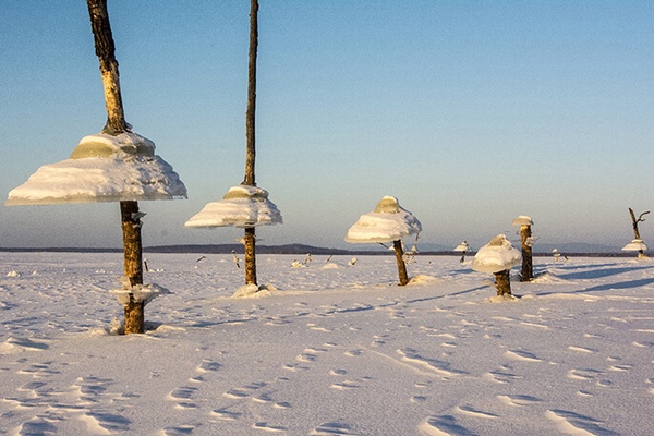 The Beauty, the Beast, and the Bumbling Public Official