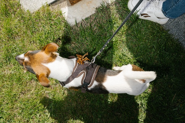 A dog with St. George's ribbon.