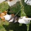 A dog with St. George's ribbon.