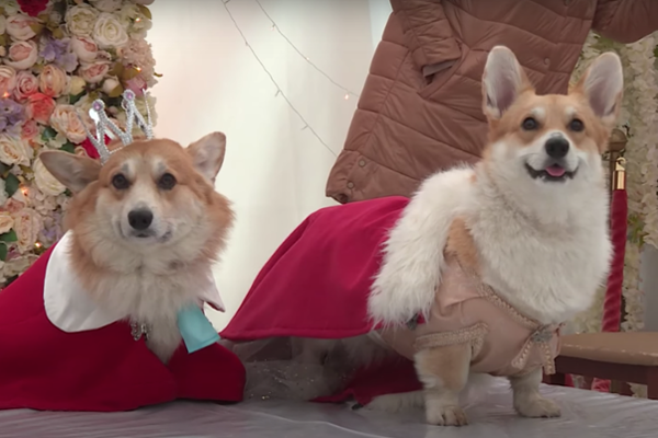 A Corgi Coronation