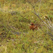 Partridge (without pear tree)