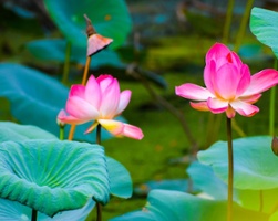 Locating Lotuses
