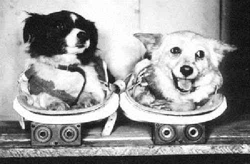The First Canine Cosmonauts