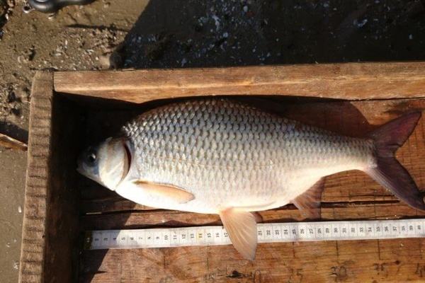 The Robots are Having a Whale of a Time