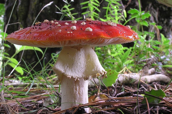 Humans Descended from Alien Mushrooms