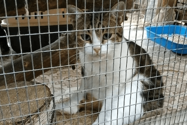 Raining Cats and Hot Dogs