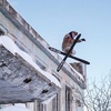 Air Kirovsk
