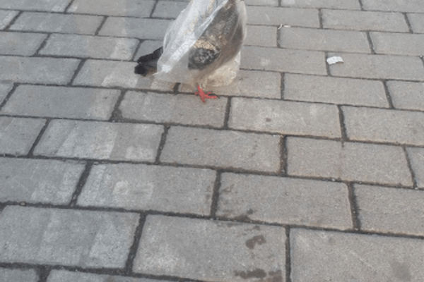 Royal(ish) Weddings and Toys for the Opposition