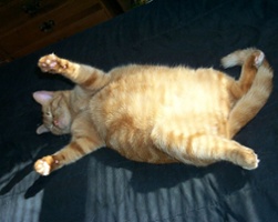 The Skinny on Fat Pets on Flights