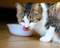 Great Cats! Should She Be Canned?