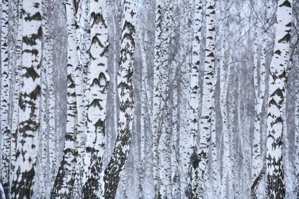 Birch Trees