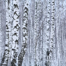 Birch Trees