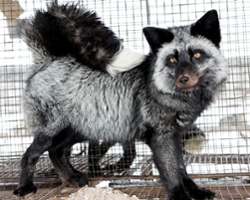 A Soviet Fox for Post-Soviet Man