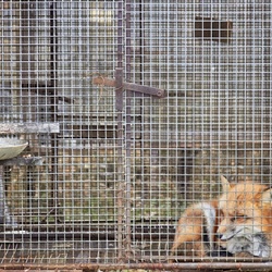 Caged fox
