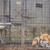 Caged fox