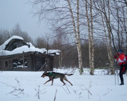 A Race With a Heart (of a Dog)