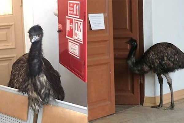 Out with the Old, in with the Emu