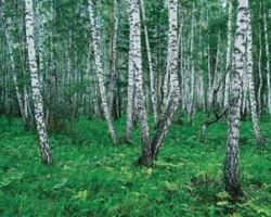 Birch