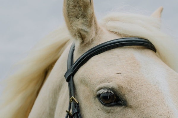 Deadly Farmer Dispute in Siberia