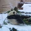Panda Becomes Moscow Grinch